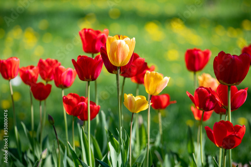 Red and yellow tulips on a background of green grass