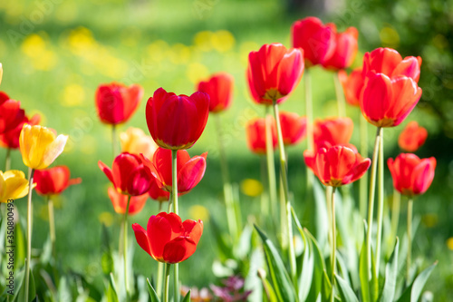 Red and yellow tulips on a background of green grass © Sergei Malkov