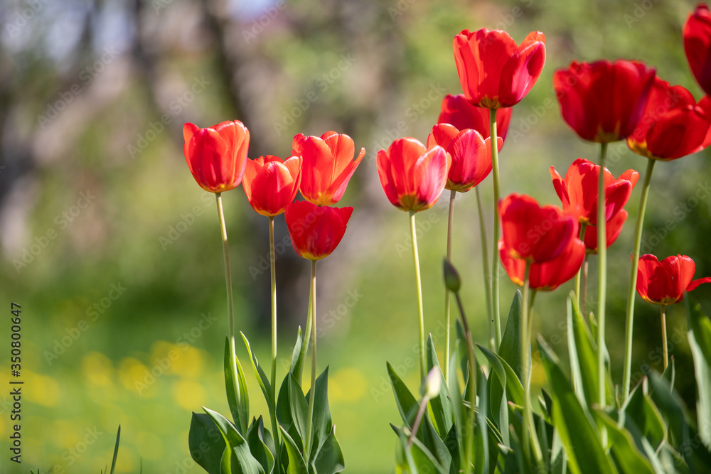 Red and yellow tulips on a background of green grass Red and yellow tulips on a background of green grass