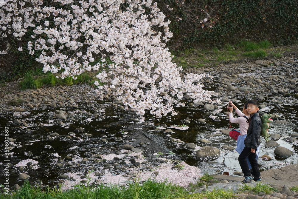 春の散歩 桜 河原 お花見 春の散歩 桜 河原 お花見