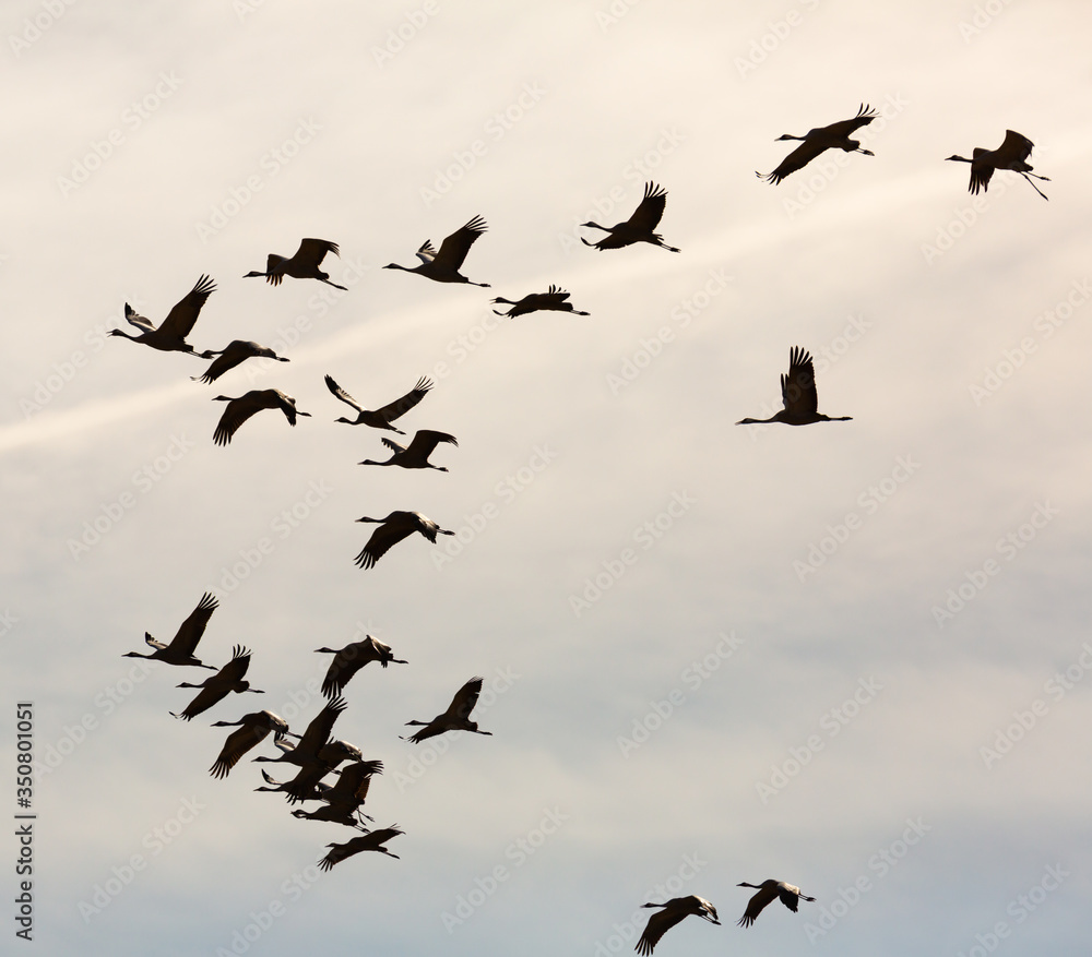 Fototapeta premium Flock of cranes flying