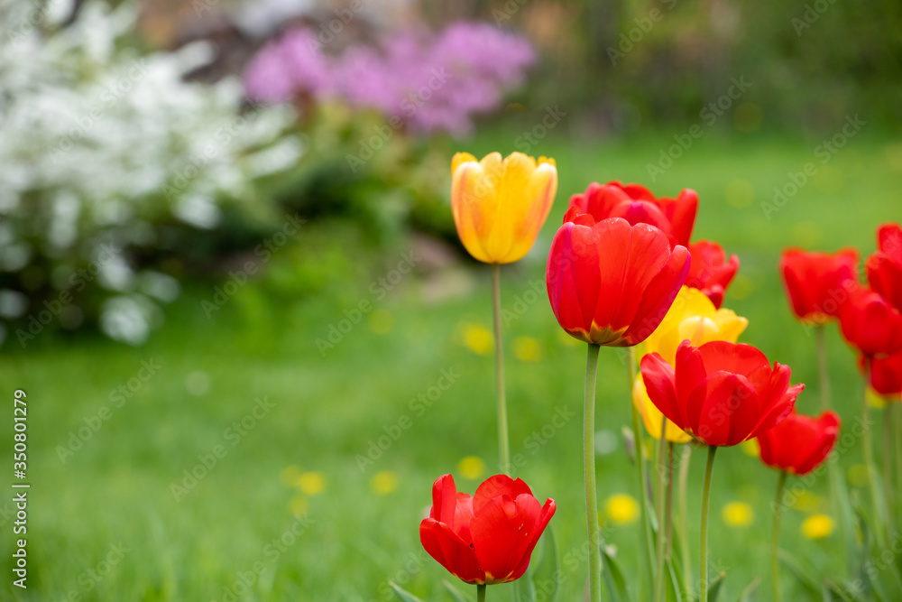 Red and yellow tulips on a background of green grass Red and yellow tulips on a background of green grass