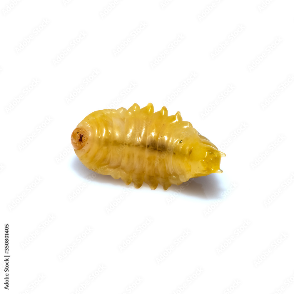 Close up of dead asian hornet larva larvae insect. Poisonous venom animal. isolated on the white background. Close up of dead asian hornet larva larvae insect. Poisonous venom animal. isolated on the white background.