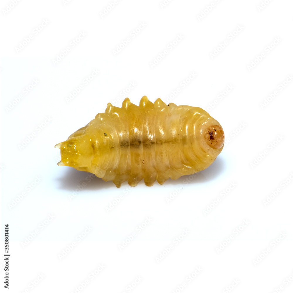 Close up of dead asian hornet larva larvae insect. Poisonous venom animal. isolated on the white background. Close up of dead asian hornet larva larvae insect. Poisonous venom animal. isolated on the white background.