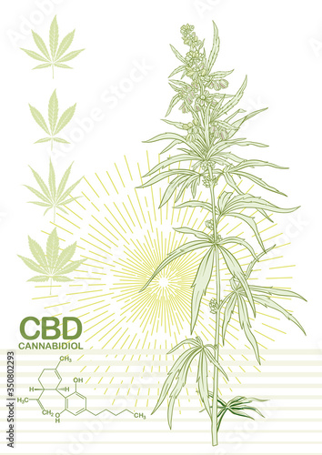 Hemp, Cannabis plant. Template, poster, card, good for product label. Vector illustration in light green colors.