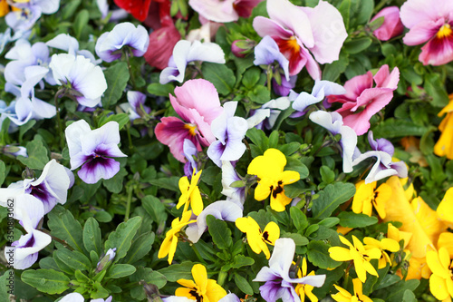 パンジーの花畑