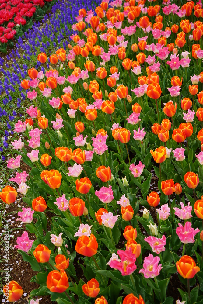 チューリップ　公園　春　群生　満開　花壇