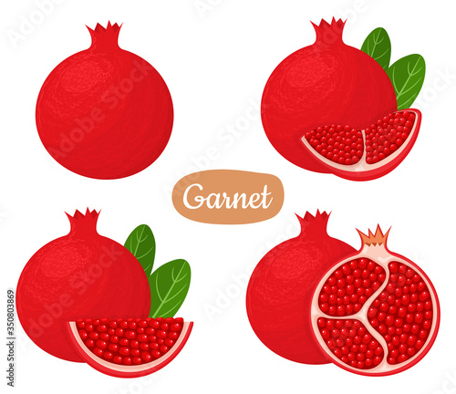 Set of fresh whole, half, cut slice pomegranate fruits isolated on white background. Summer fruits for healthy lifestyle. Organic fruit. Cartoon style. Vector illustration for any design.