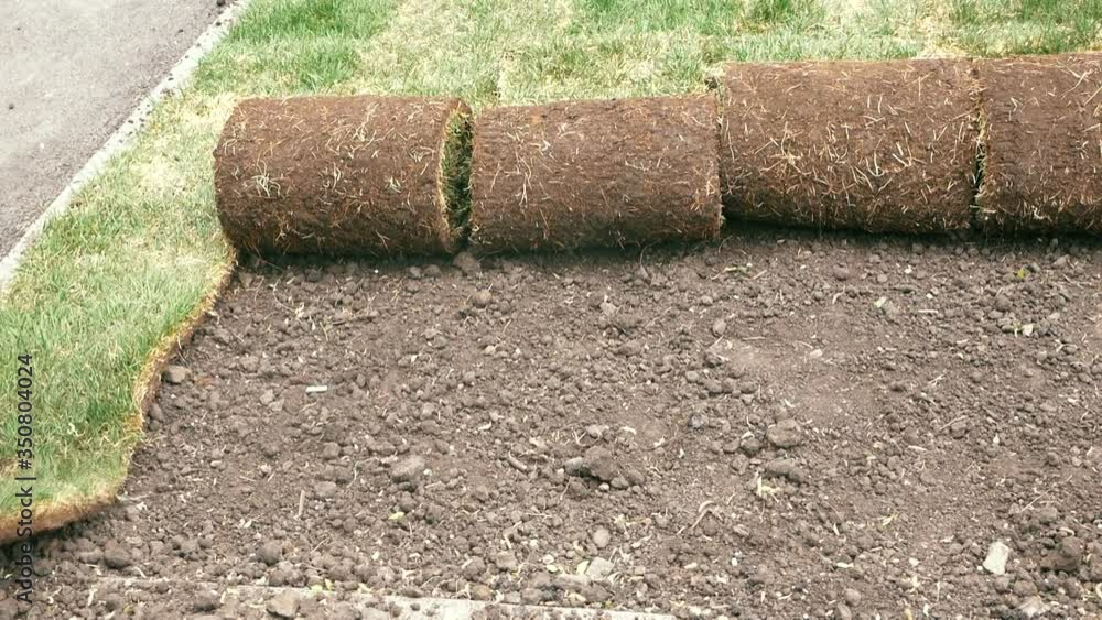The landscaping worker lays a grassy lawn, unrolling and laying it from rolls on the prepared earth The landscaping worker lays a grassy lawn, unrolling and laying it from rolls on the prepared earth