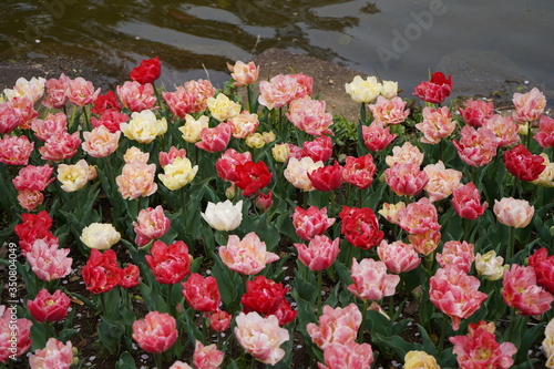 Wallpaper Mural チューリップ　花壇　ガーデニング　公園　春 Torontodigital.ca