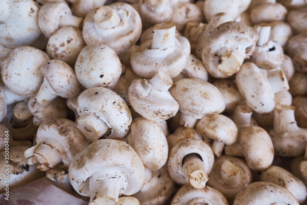 champignon mushrooms or agaricus background or texture champignon mushrooms or agaricus background or texture