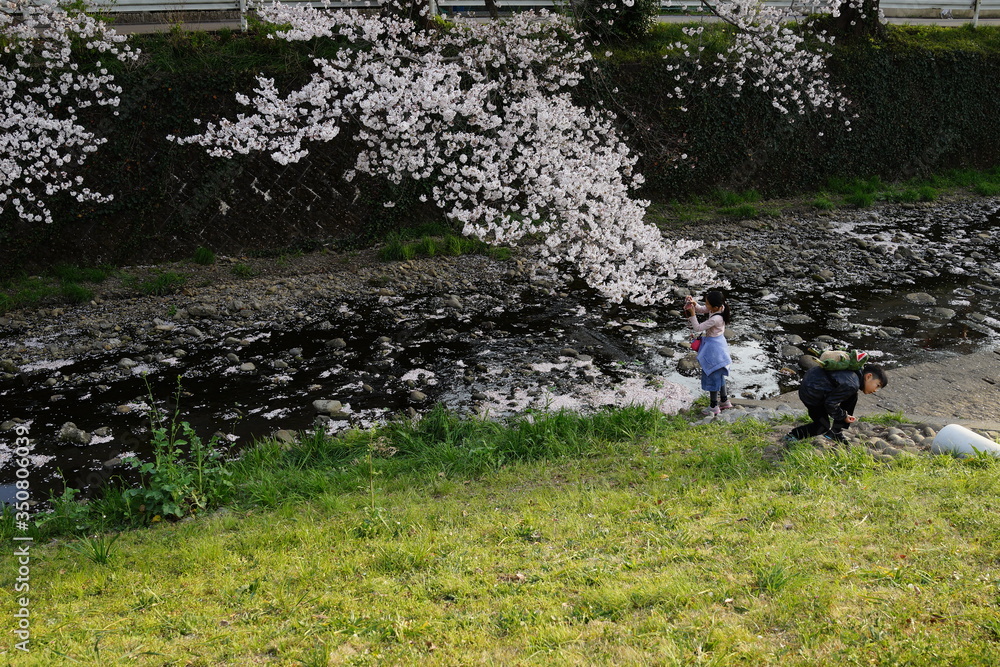 桜 春の河原 桜吹雪 子供達 桜 春の河原 桜吹雪 子供達