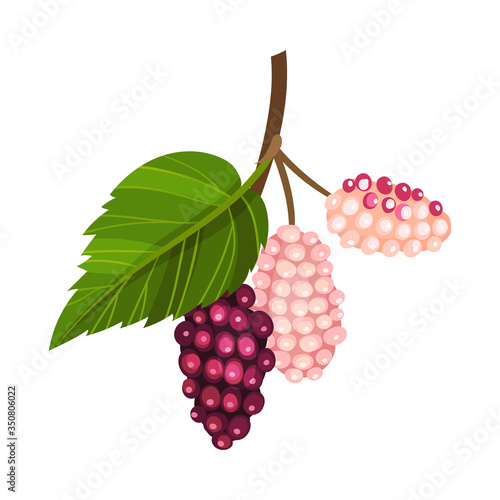 Mulberry Branch with Immature Pink Berries and Red Ones Vector Illustration