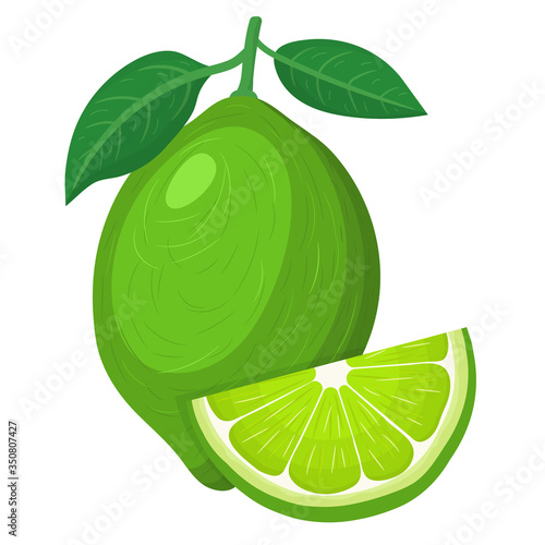Fresh bright exotic whole and cut slice lime fruit isolated on white background. Summer fruits for healthy lifestyle. Organic fruit. Cartoon style. Vector illustration for any design.