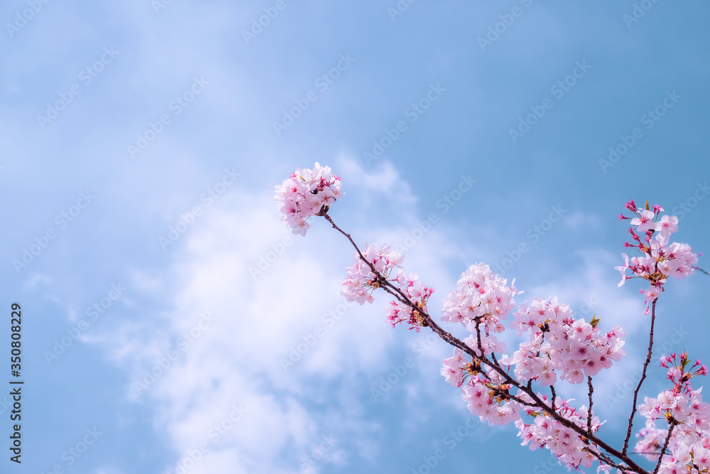 Cherry Blossom in Busan, South Korea, with blue sky background. Cherry Blossom in Busan, South Korea, with blue sky background.