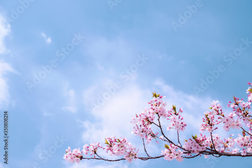 Cherry Blossom in Busan, South Korea, with blue sky background. 