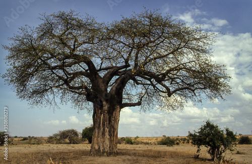 Baobab africain, Adansonia digitata, Parc national de Tarangire, Tanzanie