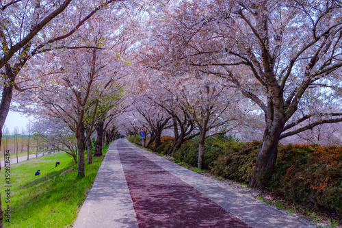 Cherry Blossom season in April at Samnak Ecological Park, near Gimhae international Airport, Busan, South Korea. 