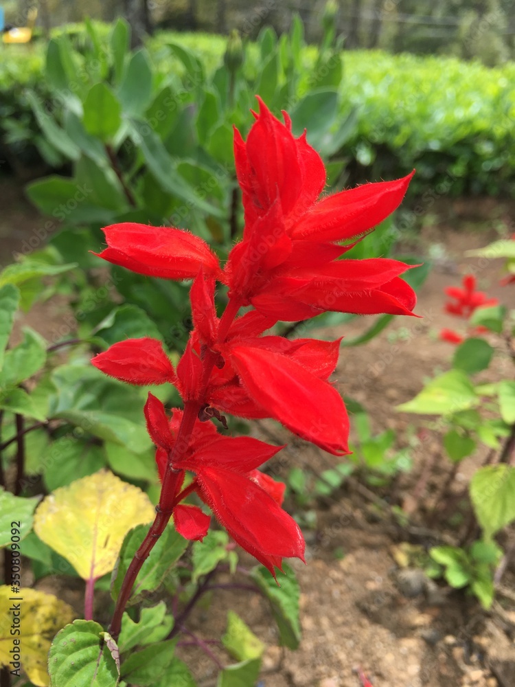 red flower in a garden