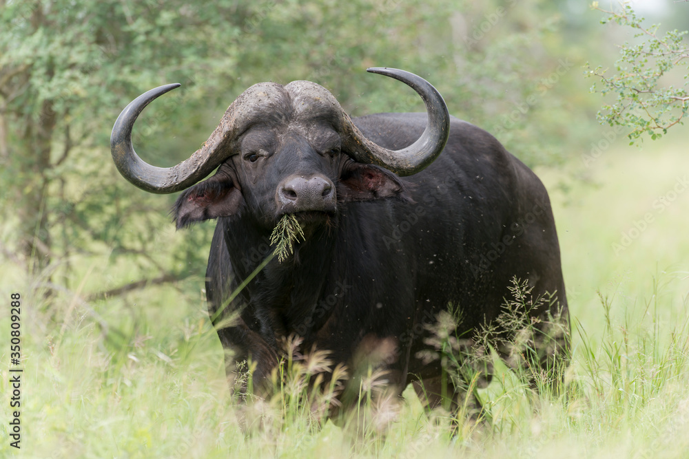 Buffle d'Afrique, Syncerus caffer, Parc national Kruger, Afrique du Sud