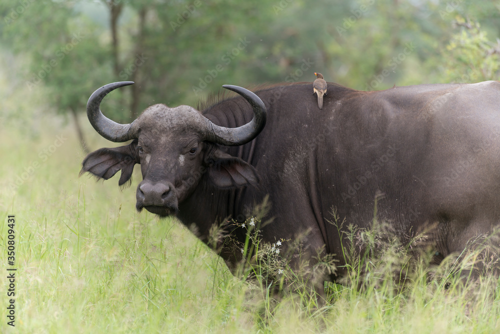Buffle d'Afrique, Syncerus caffer, Parc national Kruger, Afrique du Sud