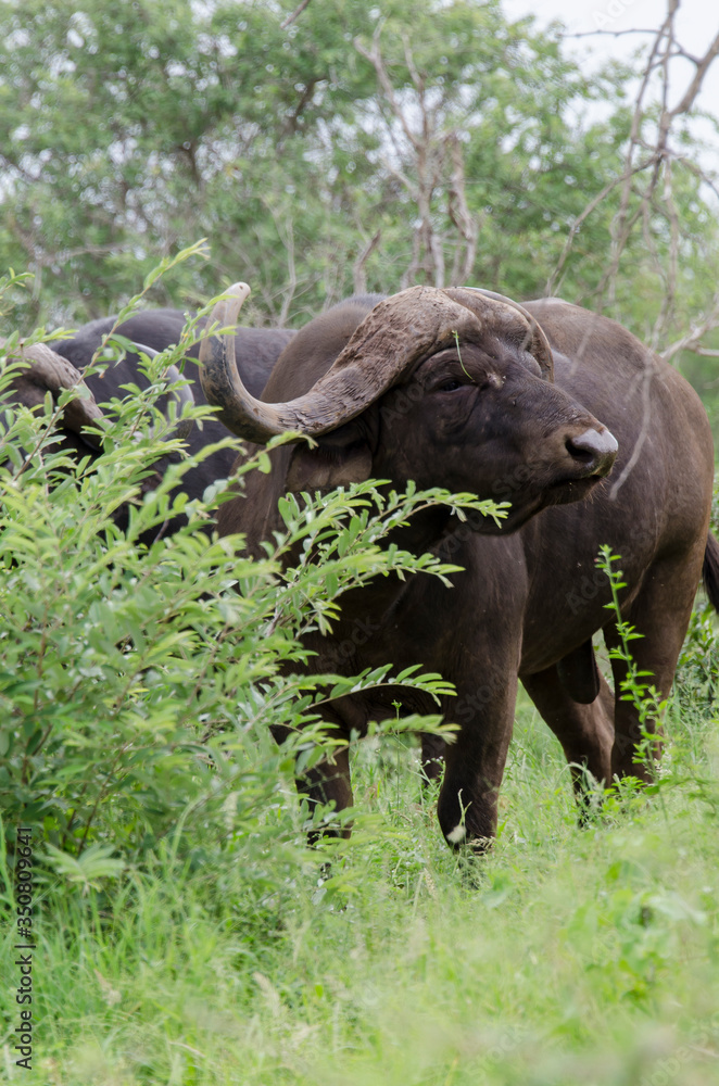 Obraz premium Buffle d'Afrique, Syncerus caffer, Parc national Kruger, Afrique du Sud
