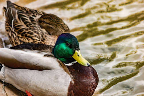 Wild duck Mallard on the lake. Close-up.