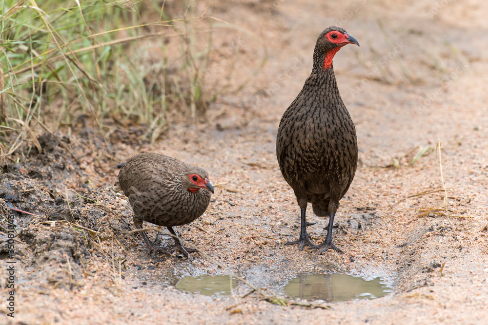 Francolin de Swainson,.Pternistis swainsonii , Swainson's Spurfowl Francolin de Swainson,.Pternistis swainsonii , Swainson's Spurfowl