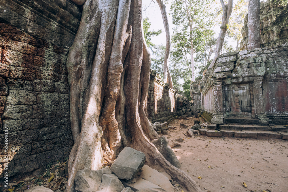 Cambodia. Angor Wat. Temple of the prom. The temple where they shot the film Lara Croft. Story. Ancient world. Nature and man. Antiquity. Ancient temples. Ruin. Tree roots