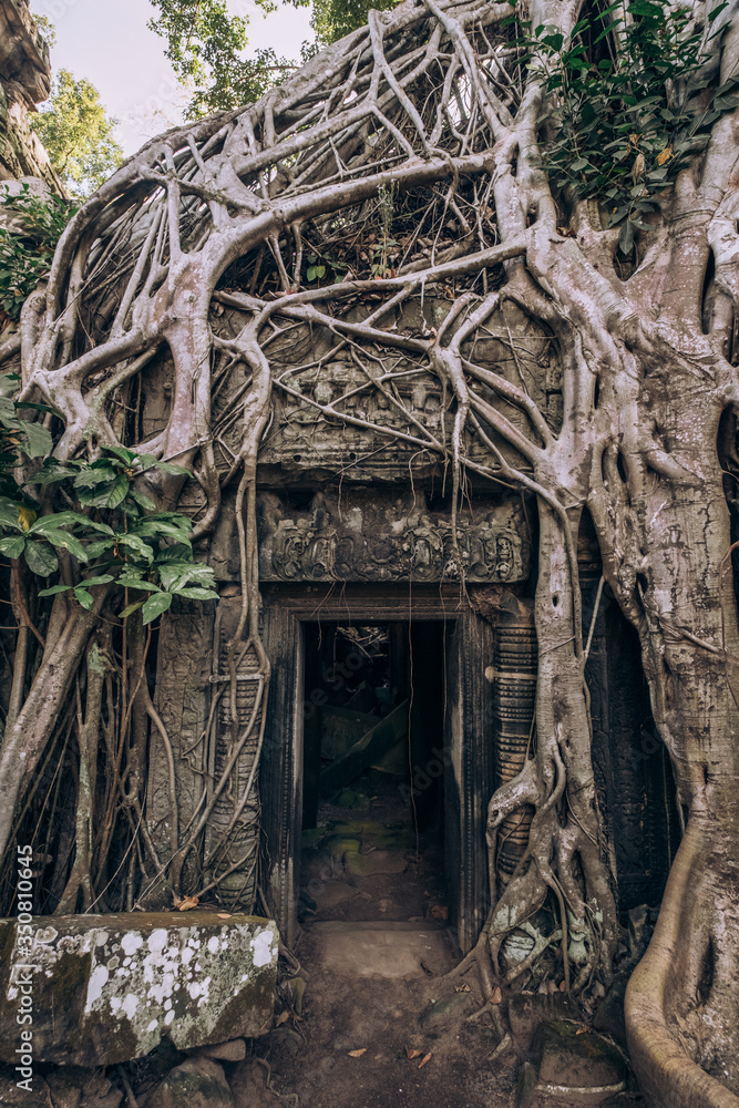 Cambodia. Angor Wat. Temple of the prom. The temple where they shot the film Lara Croft. Story. Ancient world. Nature and man. Antiquity. Ancient temples. Ruin. Tree roots