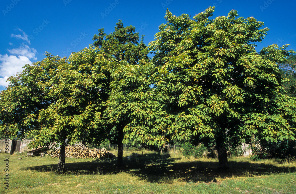 Marronnier d'Inde, Aesculus hippocastanum