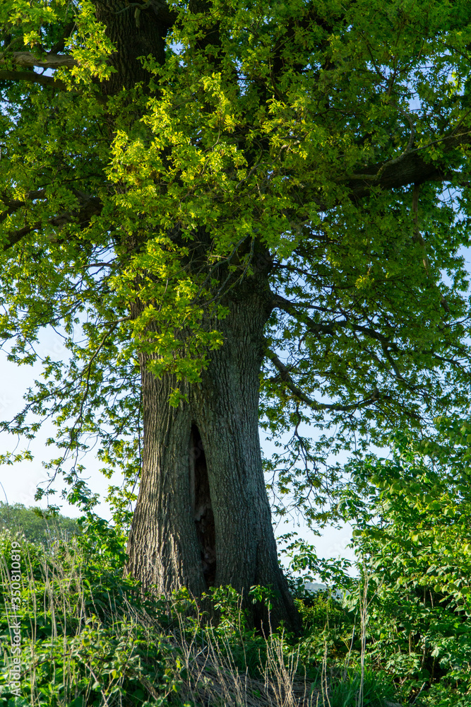 Obraz premium Mein Freund der Baum