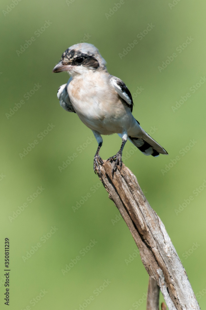Obraz premium Pie grièche à poitrine rose,.Lanius minor, Lesser Grey Shrike