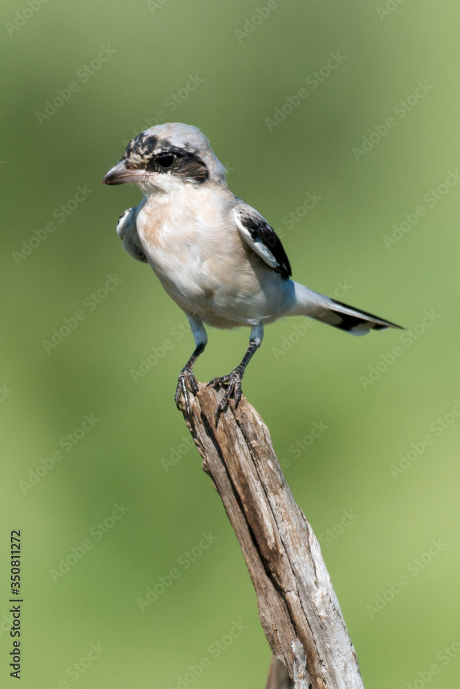 Obraz premium Pie grièche à poitrine rose,.Lanius minor, Lesser Grey Shrike