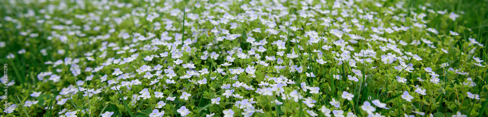Small white flowers in a green field, beautiful spring summer background. Soft focus. Image for agriculture, perfumes, SPA cosmetics, medical industry and various advertising materials. Small white flowers in a green field, beautiful spring summer background. Soft focus. Image for agriculture, perfumes, SPA cosmetics, medical industry and various advertising materials.