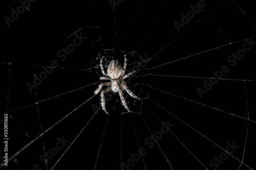 Ein Spinnennetz mit einer Spinne auf einem schwarzen Hintergrund. 