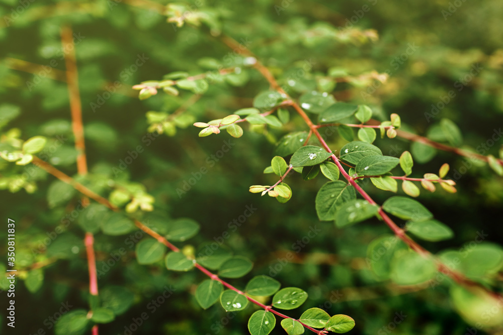 close up of water drops after rain on fresh green leaves of a tree background. selective focus close up of water drops after rain on fresh green leaves of a tree background. selective focus