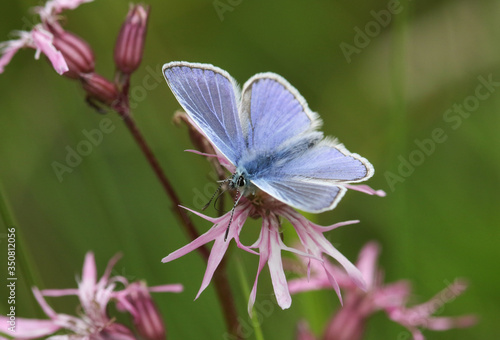 A beautiful Common Blue Butterfly, Polyommatus icarus, nectaring from a Ragged-robin flower, Lychnis flos-cuculi, in springtime. 