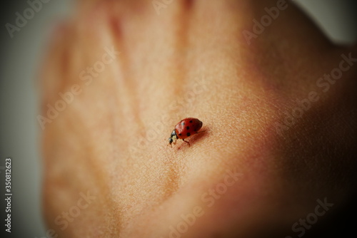 ladybug close-up on a woman's hand