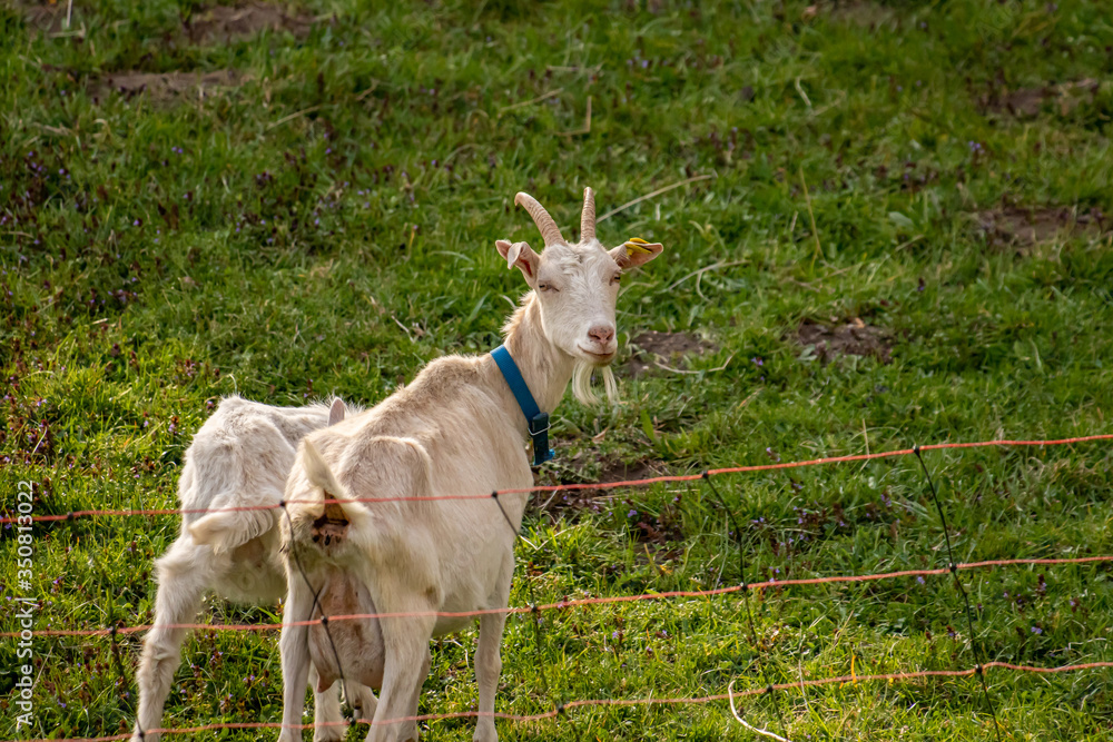 Two domestic goats in the fence