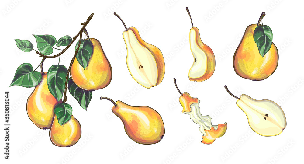 Obraz premium Stock vector illustration. Set of yellow pears - branch of pears, different sizes and shapes of pears, half, slices and a raw pear. Isolated over white background.