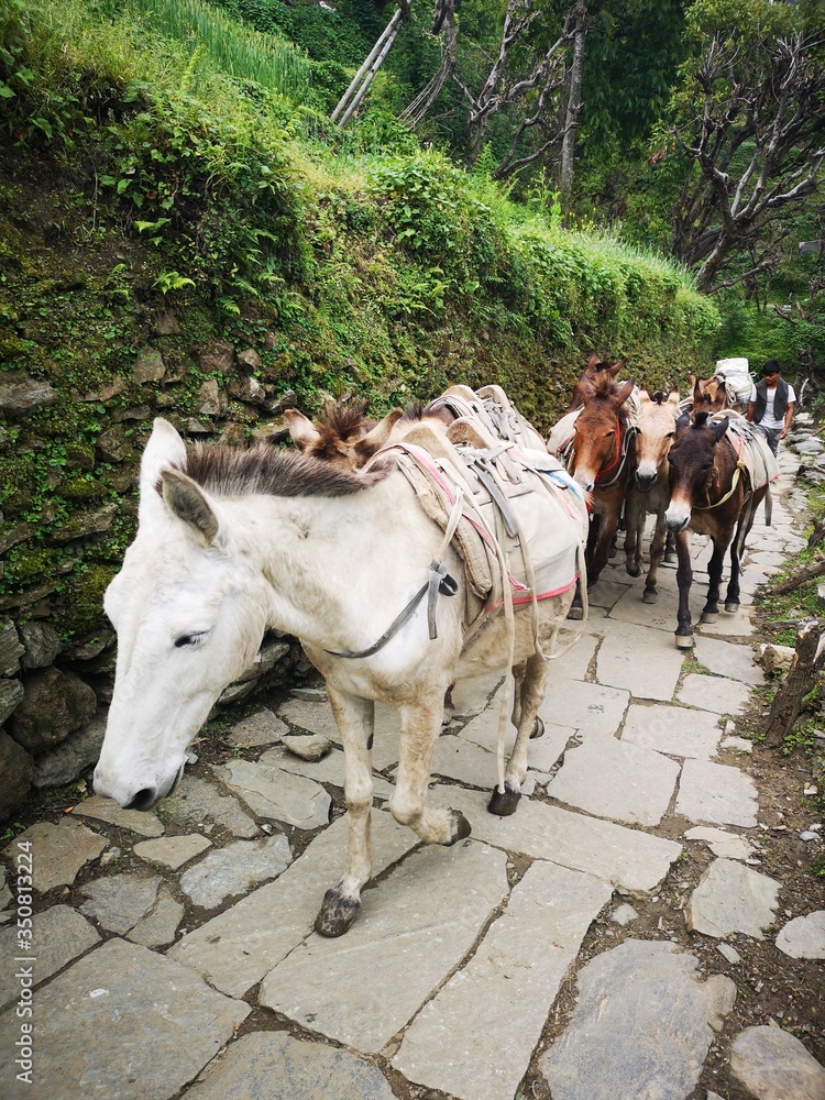 Images of animal life in the Mustang Valley, Nepal, Himalayas Images of animal life in the Mustang Valley, Nepal, Himalayas