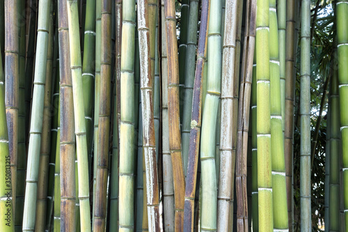 bamboo background texture, green, yellow and brown wood branches
