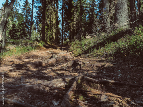 footpath in the woods