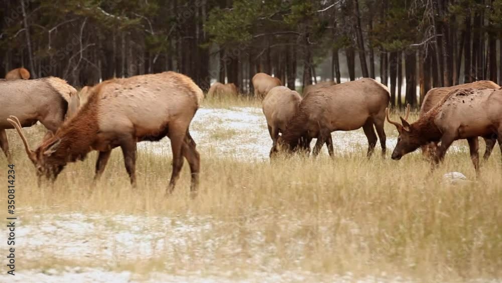 Elk herd grazing in the dawn Elk herd grazing in the dawn