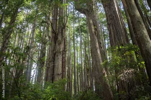 redwooods forest