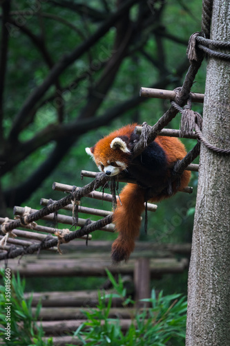 Red panda (lesser panda) resting on small wood rope bridge in Research Base of Giant Panda Breeding, Chengdu, China on a hot, summer day