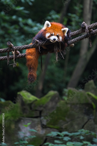 Red panda (lesser panda) resting on small wood rope bridge in Research Base of Giant Panda Breeding, Chengdu, China on a hot, summer day