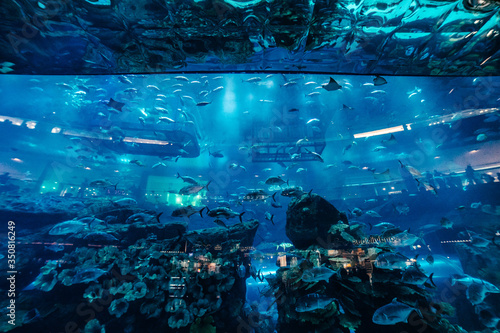 A huge aquarium with blue water and big fish in Dubai | UNITED ARAB EMIRATES, DUBAI - 17 OCTOBER 2017.