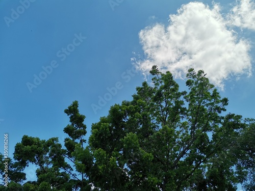 Trees  clouds  and blue skies